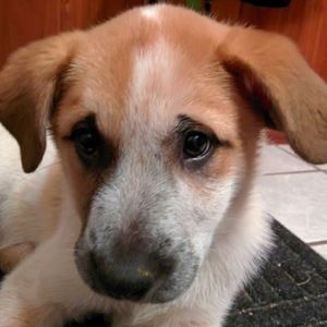 Meet your Posher, Geoff